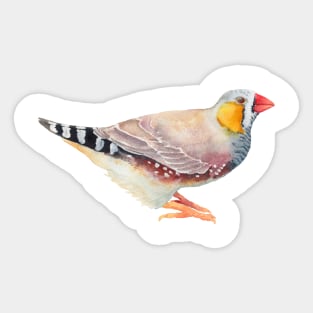 Zebra Finch - Australian Bird Illustration Sticker